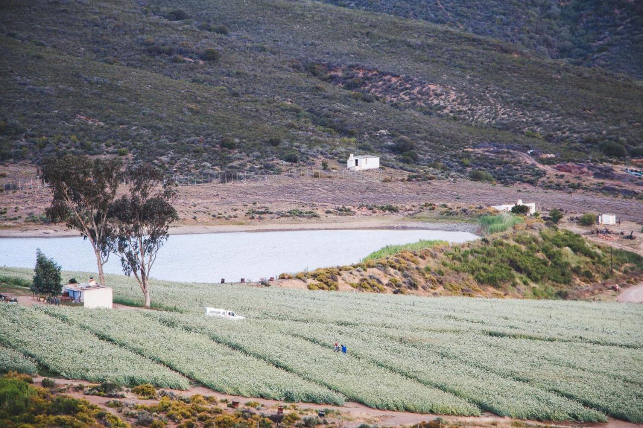 Blue Cow Barn - Boutique Farm Pensionat Barrydale Eksteriør billede