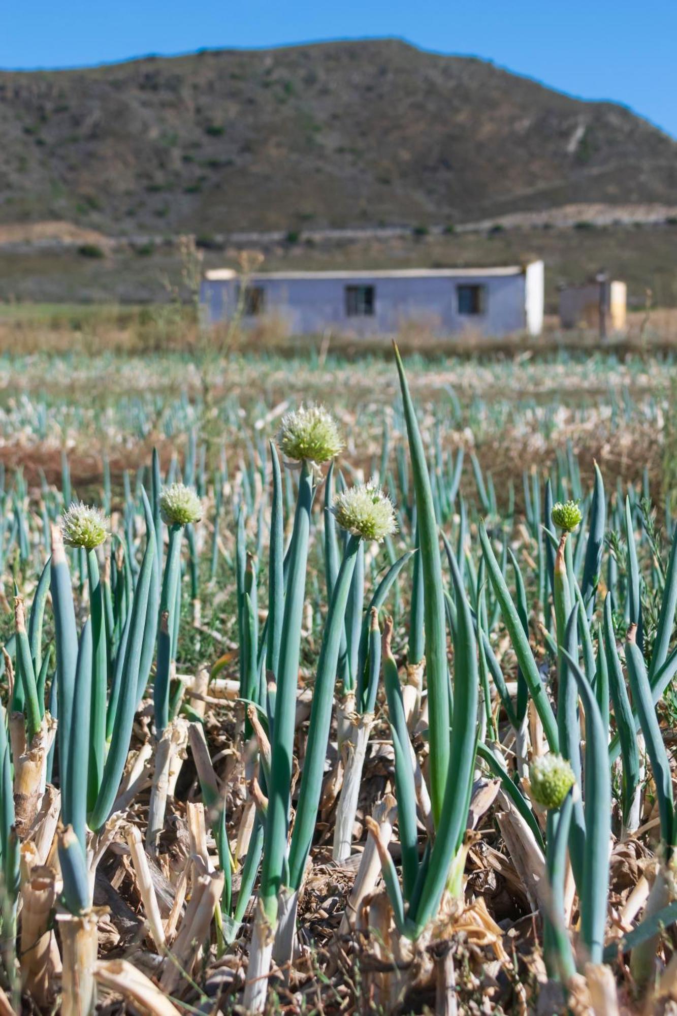 Blue Cow Barn - Boutique Farm Pensionat Barrydale Eksteriør billede