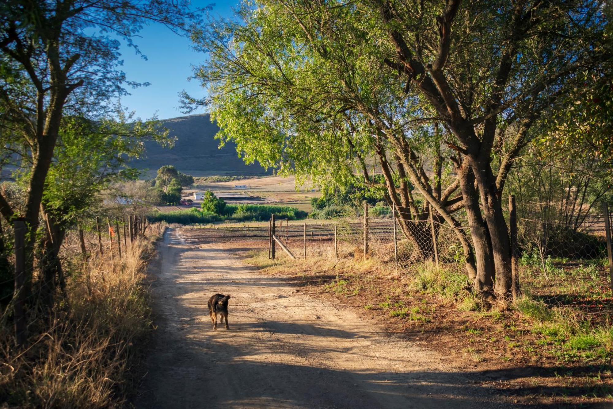 Blue Cow Barn - Boutique Farm Pensionat Barrydale Eksteriør billede